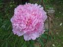 Sarah Bernhardt peony photo