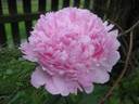Sarah Bernhardt peony photo