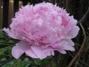 Sarah Bernhardt peony photo