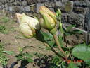 Versilia® rose photo