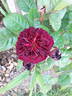 Christian Tetedoie ® rose photo