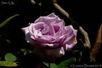 Sissi Clg rose photo