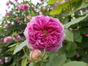 Hommage à Soupert et Notting rose photo