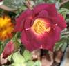 Bluesy rose photo