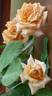 Rêve Abricot rose photo