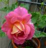 Luftschlange rose photo