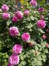 Hommage à Soupert et Notting rose photo