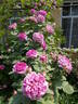 Hommage à Soupert et Notting rose photo