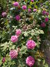 Hommage à Soupert et Notting rose photo