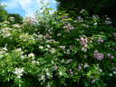 Aquarelle Lavanda rose photo