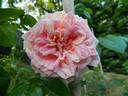 Proteus Anguinus Rose rose photo