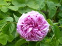 Triomphe d'Alençon rose photo