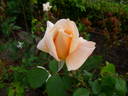 Amanecer rose photo