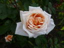 Amanecer rose photo