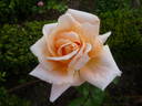 Amanecer rose photo