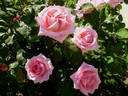 Amparin Quilez rose photo