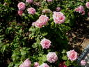 Amparin Quilez rose photo