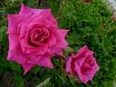 Andres Batlle rose photo