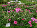 Andres Batlle rose photo