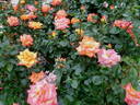 Bea rose photo