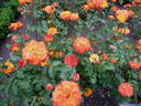 Bea rose photo