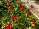 Encarnita de Tierno rose photo