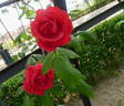 Finestrelles rose photo