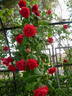 Finestrelles rose photo