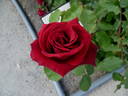 Jardinero Ortiz rose photo