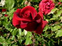 Jardinero Ortiz rose photo
