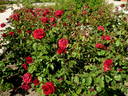 Jardinero Ortiz rose photo