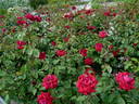 Jardinero Ortiz rose photo