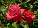 Miami Playa rose photo