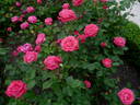 Miami Playa rose photo