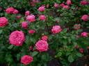 Miami Playa rose photo