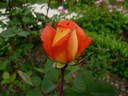 Maria Ribas de Bañuls rose photo