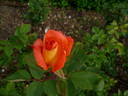 Maria Ribas de Bañuls rose photo