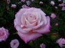 Risaralda rose photo