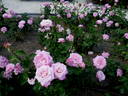 Risaralda rose photo