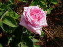 Rosaolor rose photo