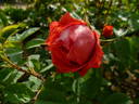 Sra de Franco rose photo