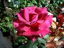 Cave de Tain rose photo