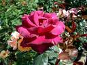 Cave de Tain rose photo