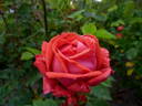 Sra de Franco rose photo