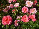 Violinista Costa rose photo