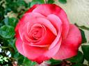 Chipie rose photo