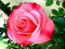 Chipie rose photo