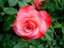 Chipie rose photo