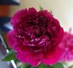 Souvenir de l'Exposition du Mans peony photo