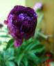 Souvenir de l'Exposition du Mans peony photo